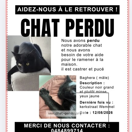 Foto 1/1 Baghera Kat vermist in Wemmel