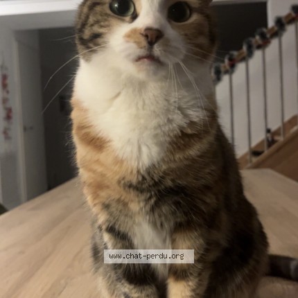 Photo of a cat found in Pertuis