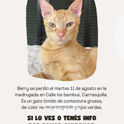 Photo of a cat found in Panama
