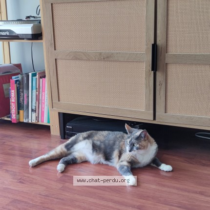 Photo of a cat found in Rennes