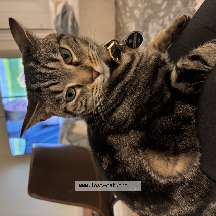 Photo 1/1 shadow Cat lost in Moseley