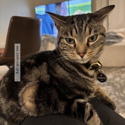 Photo 1/1 shadow Cat lost in Moseley
