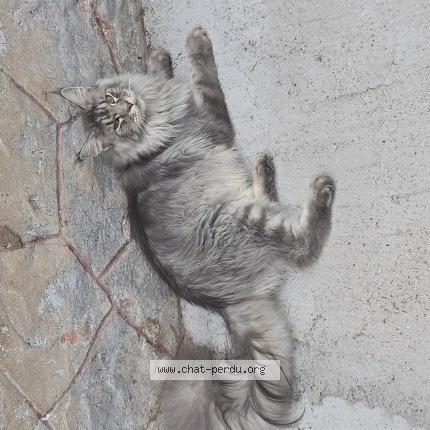 Foto 1/1 dobby Kat vermist in Hannut