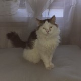 Milo