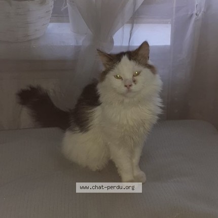 Foto einer wiedergefundenen Katze in Chatelet