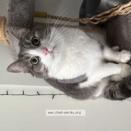 Photo of a cat found in Lille