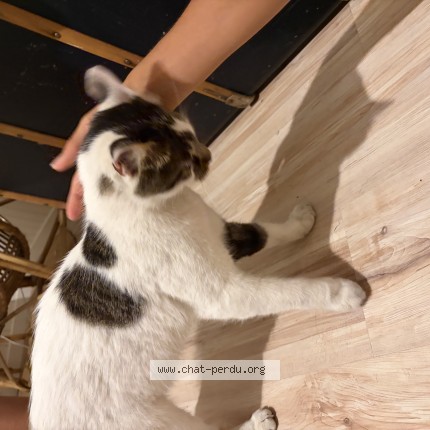 Photo of a cat found in Aix En