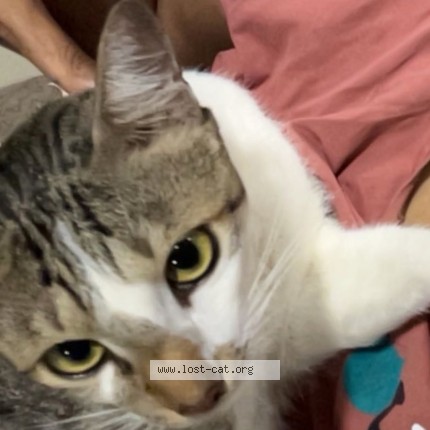 Photo 2/2 Ashley Cat lost in Vijayawada