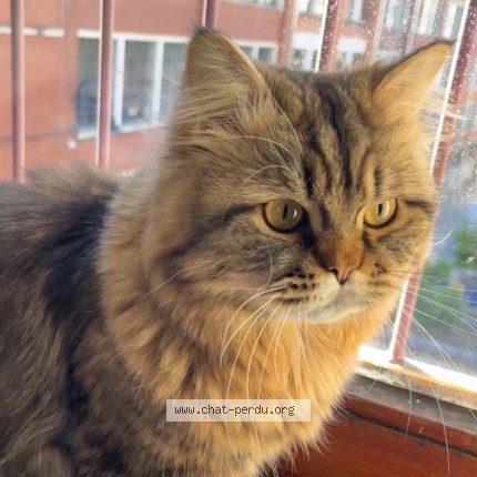 Foto 1/1 casserole Kat vermist in Bruxelles