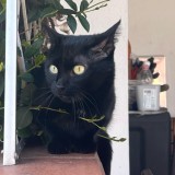 Kiki
