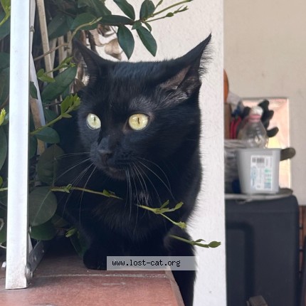 Foto di gatto smarrito a Marcon