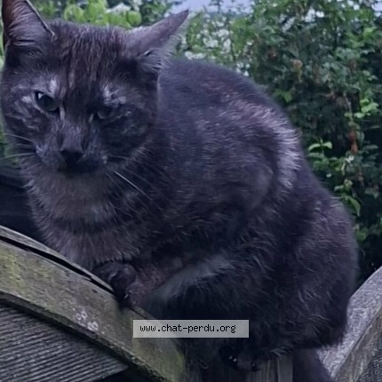 Foto 1/1 Simba Kat vermist in Ostiches