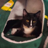 oreo