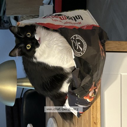 Photo of a cat found in Roumare