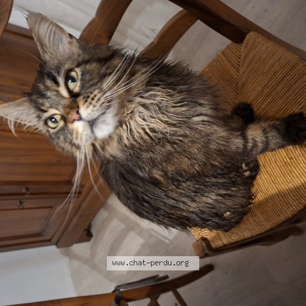 Photo of a cat found in Locquirec