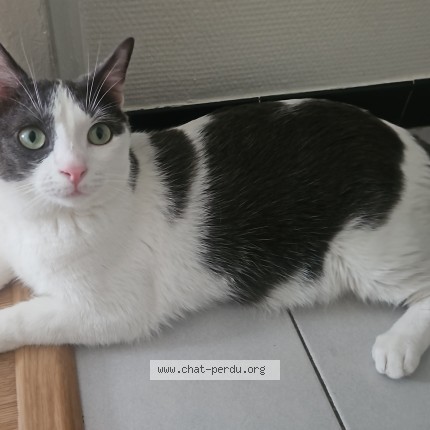 Photo of a cat found in Villeurbanne