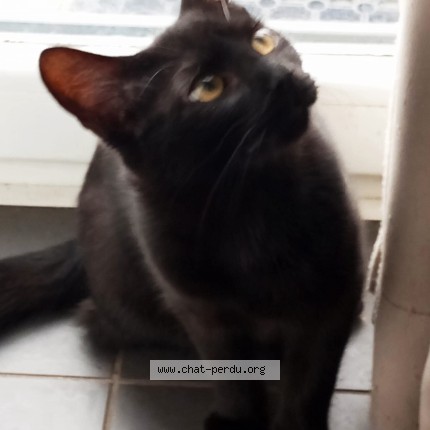 Foto 1/2 Mouchette Kat vermist in Orp Jauche Noduwez