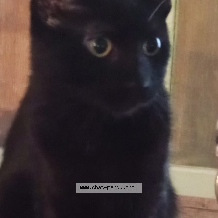 Foto 2/2 Mouchette Kat vermist in Orp Jauche Noduwez