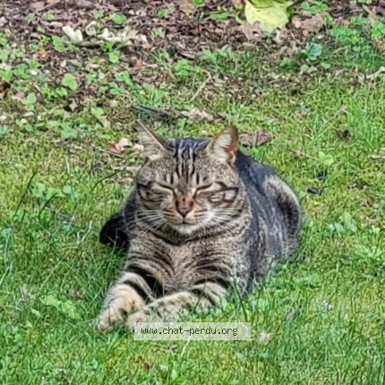 Photo of a cat found in Saint Gilles