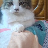 mittu