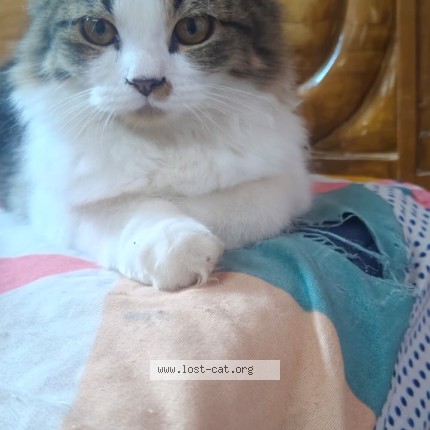 Photo 1/1 mittu Cat lost in Chennai