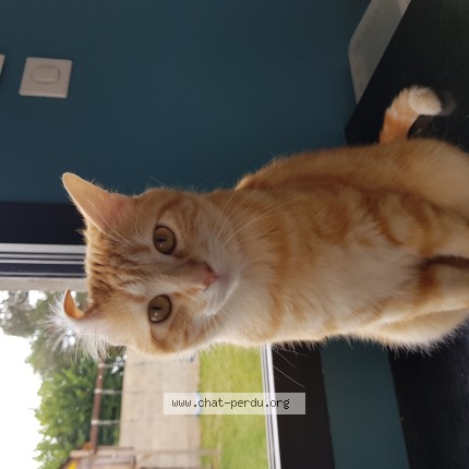 Photo of a cat found in Montauban