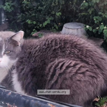 Photo of a cat found in Bourges