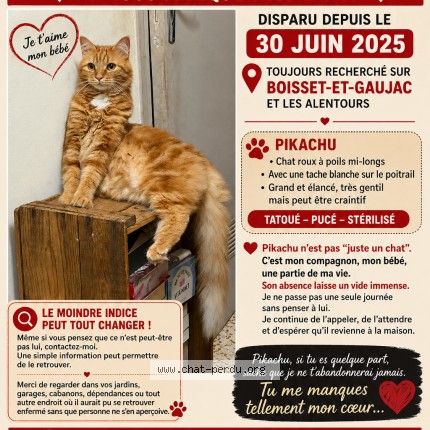 Photo of a cat found in Boisset Et Gaujac
