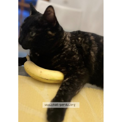 Foto di gatto smarrito a Collonge Bellerive A Geneve