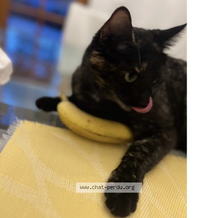 Foto 2/2 Aya Gatto smarrito a Collonge Bellerive A Geneve