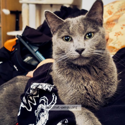Photo of a cat found in Nantes