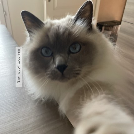 Foto einer wiedergefundenen Katze in Bois D Arcy