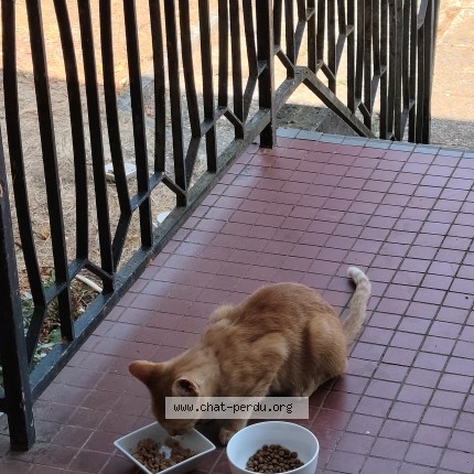 Foto einer wiedergefundenen Katze in Rosny Sur Seine