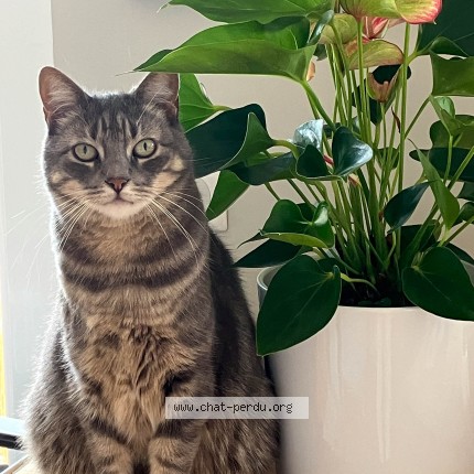 Photo of a cat found in Besancon