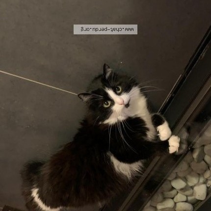 Photo of a cat found in Savigny Sur Orge