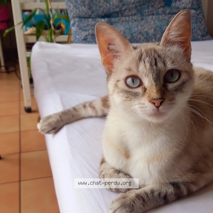 Photo of a cat found in Le Pont De Claix 38800