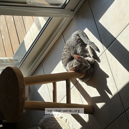 Photo of a cat found in Benejacq