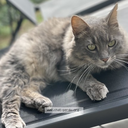 Photo of a cat found in Genolier