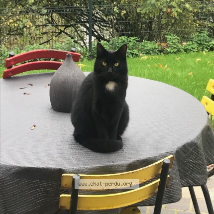 Photo of a cat found in Le Loroux Bottereau