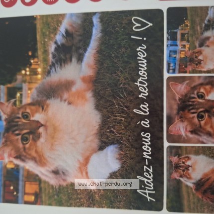 Foto 1/1 Molly Kat vermist in Mons