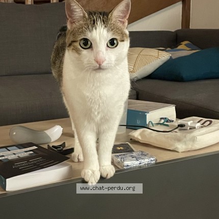 Photo of a cat found in Toulouse