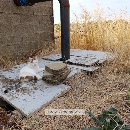 Photo of a cat found in Vezieres
