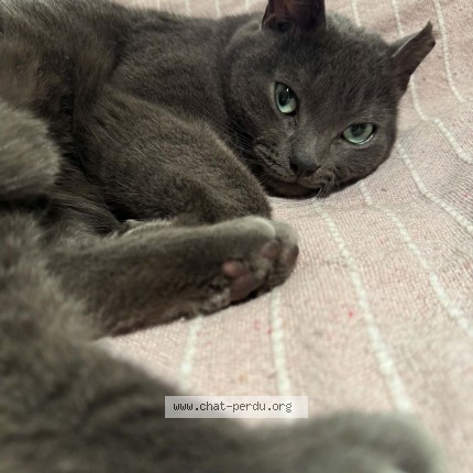 Foto 1/1 Miko Kat vermist in Wezembeek Oppem