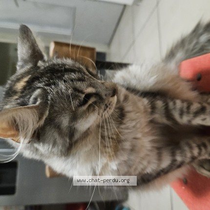 Foto 1/1 balato Kat vermist in Colfontaine