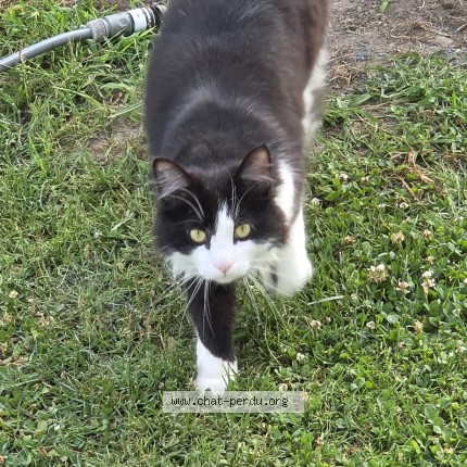 Photo of a cat found in St Geours De Maremne