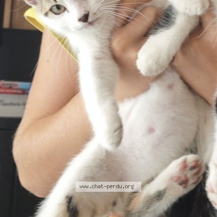 Photo of a cat found in Gruissan