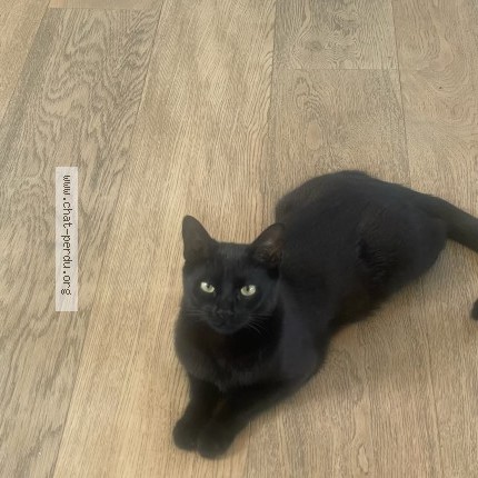 Photo of a cat found in Houilles