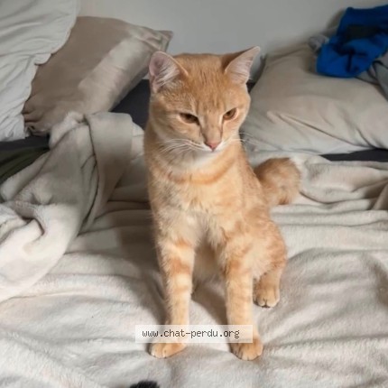 Photo of a cat found in Pornic