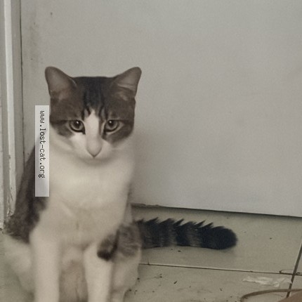 Photo 1/1 Ducky Cat lost in Highland