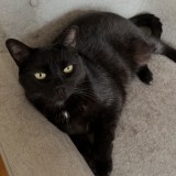 MIMI